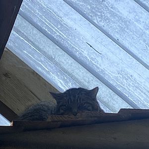 Scottish wildcat 230922