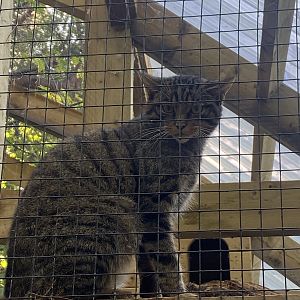 Scottish wildcat 230922