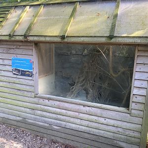 Eurasian harvest mouse exhibit 230922