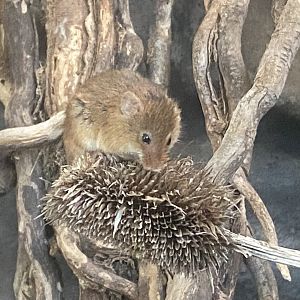 Eurasian harvest mouse 230922