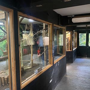 Callitrichids House interior 230922