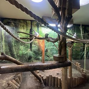 Emperor tamarin indoors 230922