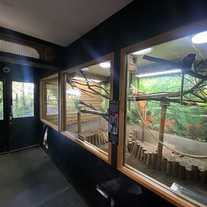 Emperor tamarin indoors 230922