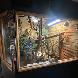 Cottontop tamarin indoors 230922