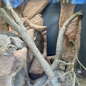 Gundi indoors 230922