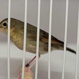 Siberian blue robin - Larvivora cyane