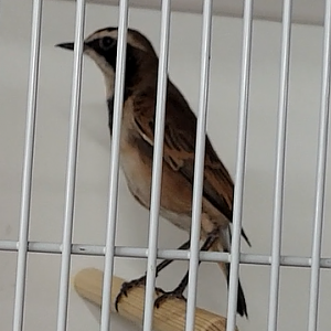 Capped wheather - Oenanthe pileata