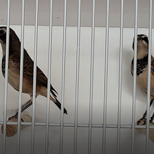 Capped wheathers - Oenanthe pileata