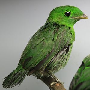Green broadbill - female