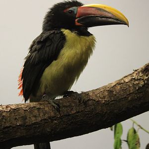 Green aracari