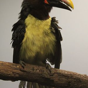 Green aracari