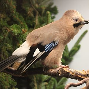 European jay