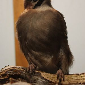 European jay