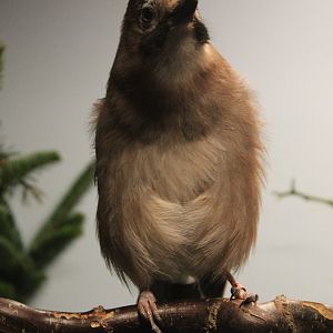 European jay