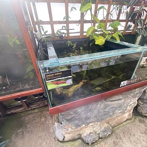 Butterfly Walkthrough - Cherry shrimp exhibit 230922