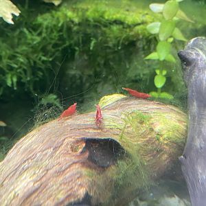 Butterfly Walkthrough - Cherry shrimps 230922