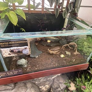 Butterfly Walkthrough - Death-head cockroach exhibit 230922