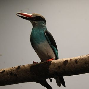 Blue-breasted kingfisher
