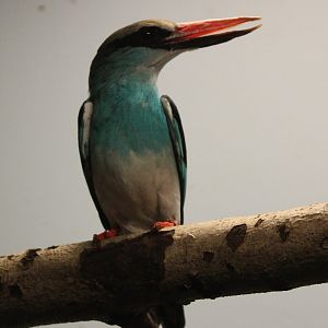 Blue-breasted kingfisher
