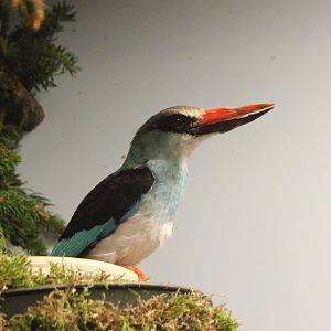 Blue-breasted kingfisher