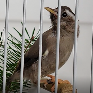 White-collared yuhina - Yuhina diademata