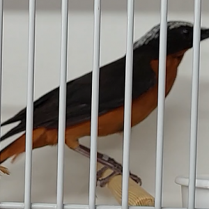 White-crowned robin-chat