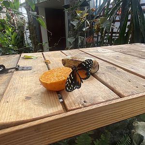 Butterfly Walkthrough 230922