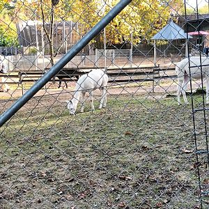 First View of the Main Enclosure