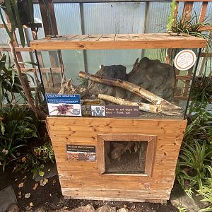 Butterfly Walkthrough - Tailless whip scorpion exhibit 230922