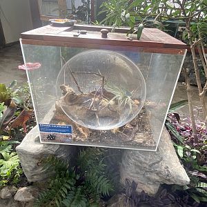 Butterfly Walkthrough - Domino cockroach exhibit 230922