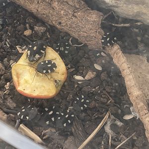 Butterfly Walkthrough - Domino cockroaches 230922