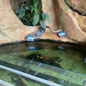 Aquarium exhibit 230922