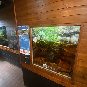 Pearl gourami exhibit 230922