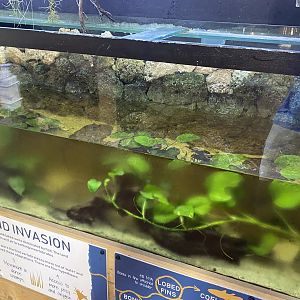 Axolotl exhibit 230922