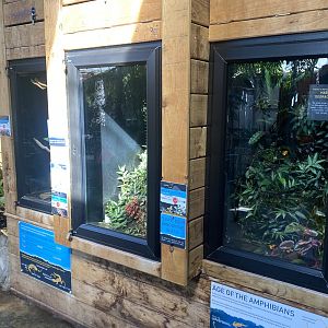 Tropical Hall - Poison dart frog exhibits 230922