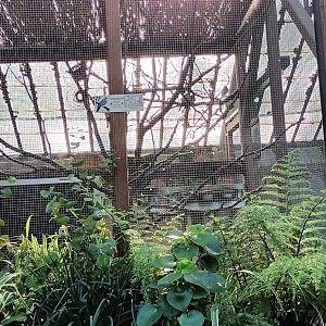Canary Finch and Diamond Dove Aviary