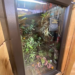 Tropical Hall - Golden poison frog exhibit 230922