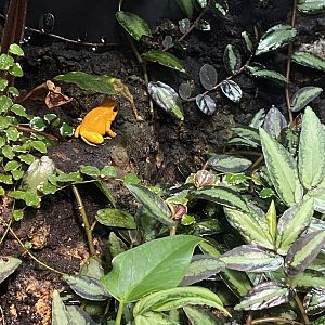 Tropical Hall - Golden poison frog 230922