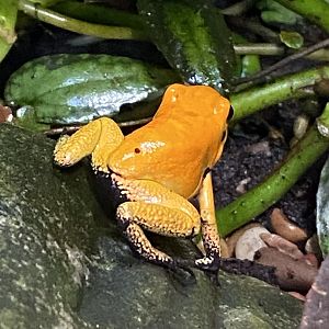 Tropical Hall - Golden poison frog 230922