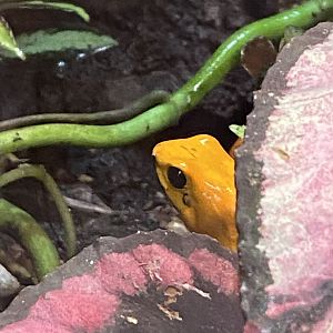 Tropical Hall - Golden poison frog 230922