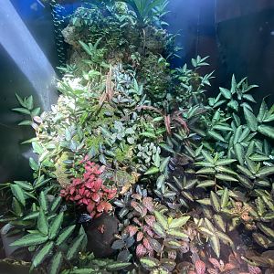 Tropical Hall - Blue poison dart frog and Anthonys poison arrow frog exhibit 230922