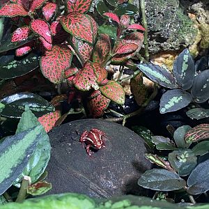 Tropical Hall - Anthonys poison arrow frog 230922