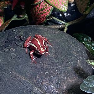 Tropical Hall - Anthonys poison arrow frog 230922