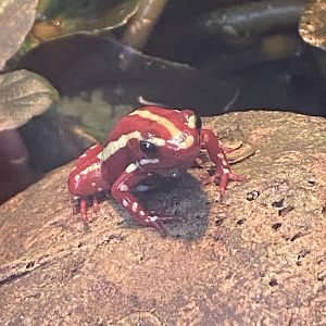 Tropical Hall - Anthonys poison arrow frog 230922