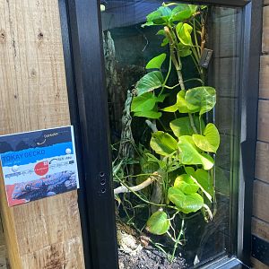 Tropical Hall - Tokay gecko exhibit 230922