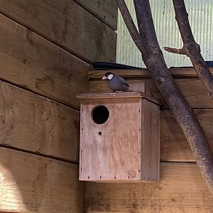 Tropical Hall - Java sparrow 230922