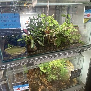 Tropical Hall - Frog exhibits 230922