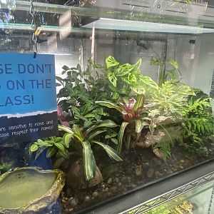 Tropical Hall - Blue poison dart frog exhibit 230922