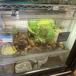 Tropical Hall - Bronze mantella exhibit 230922