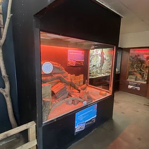 Tropical Hall - Giant pouched rat exhibit 230922